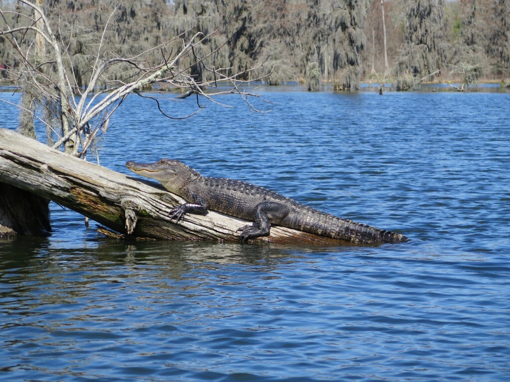 Louisiana_foto_crocodilo_no_Pantano_-_Ana_Paula_Garrido